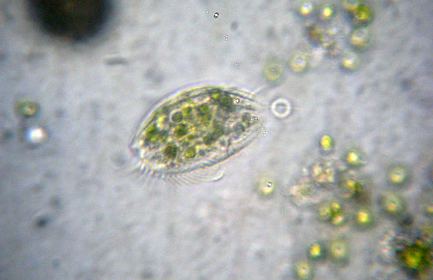 Tre Protozoi da identificare (se possibile)